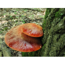 Мицелий Печеночницы обыкновенной / Трутовик печеночный (Fistulina hepatica)